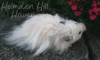 Powderpuff- Extreme Dilute Black Eyed Cream Black Longhaired